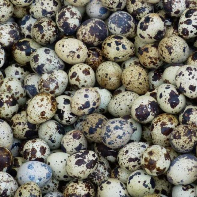 Harga Telur Burung Puyuh Telor burung puyuh rebus per 1 ons | Lazada Indonesia