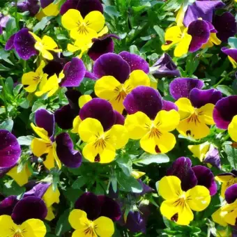 Bibit Benih Biji Bunga Viola Cornuta Bibit Tanaman Bunga Viola Cornuta Benih Bunga Viola Cornuta Flower Bunga Viola Cornuta Cod Lazada Indonesia