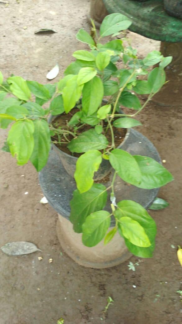 Paket 5 Bibit Cabe Jawa
