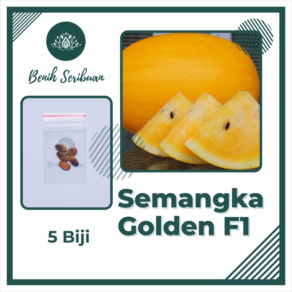 5 Benih Semangka Golden Kuning F1 Hibrida Inden Bibit Tanaman Buah Semangka Inul Premium Unggul Lazada Indonesia