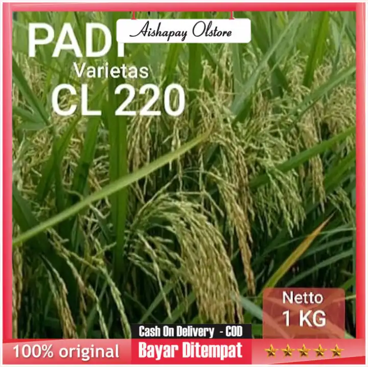 Bisa Bayar Di Tempat Bibit Padi Cl220 Turun Harga Lazada Indonesia