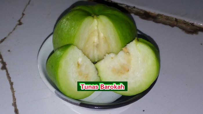Bibit Jambu kristal Mutiara