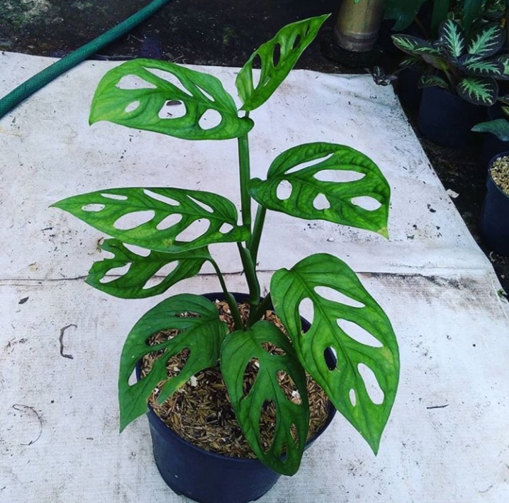 Tanaman Hias Monstera Andansonii Tanaman Janda Bolong Tanaman Hias Monstera Obliqua Tanaman Gantungjanda Bolong Lazada Indonesia Tanaman Hias Monstera Andansonii Tanaman Janda Bolong Tanaman Hias Monstera Obliqua Tanaman Gantungjanda Bolong Lazada Indonesia