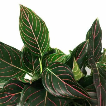 Tanaman Hias Aglonema Rotundum Bibit Bunga Aglonema Rotundum Lazada Indonesia