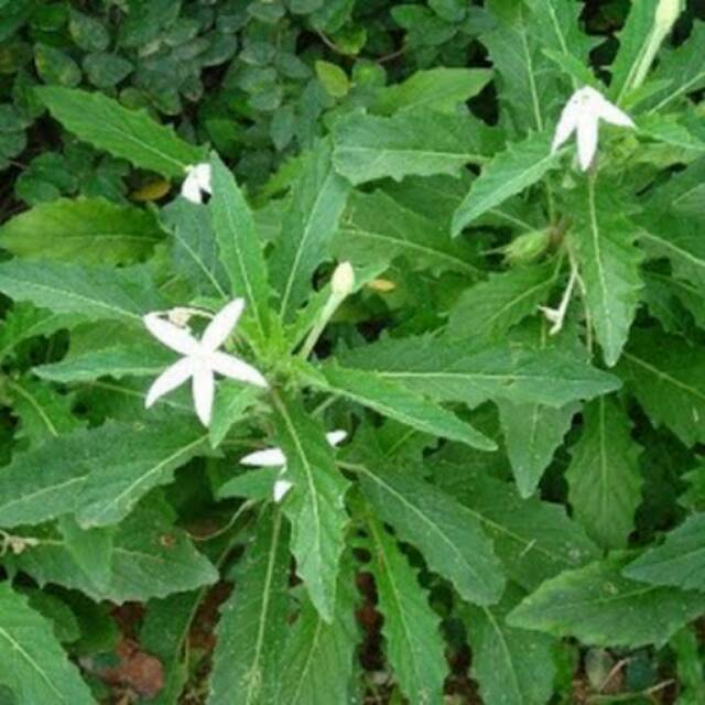 Bibit Bunga Kitolod Obat Mata Tanaman Herbal Obat Mata Lazada Indonesia
