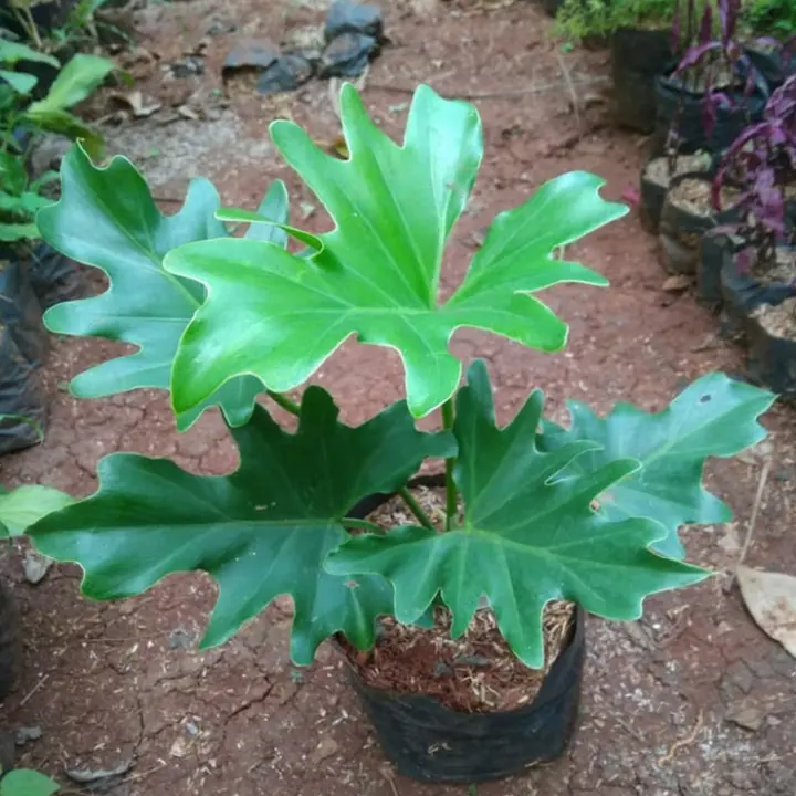 Tanaman Hias Monstera Jari Philodendron Jari Tanaman Indoor Pohon Bunga Philo Jari Lazada Indonesia