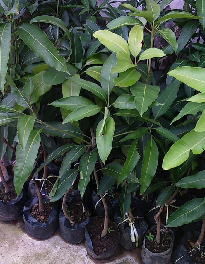 Promo 3 Bibit Buah Mangga Garifta Merah Okulasi Terbaik