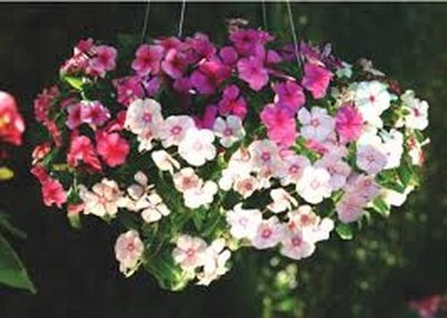 Benih Bunga Vinca Juntai Tapak Dara Gantung Isi 30 Biji Warna Mixed Rubel Kompetisi Lazada Indonesia