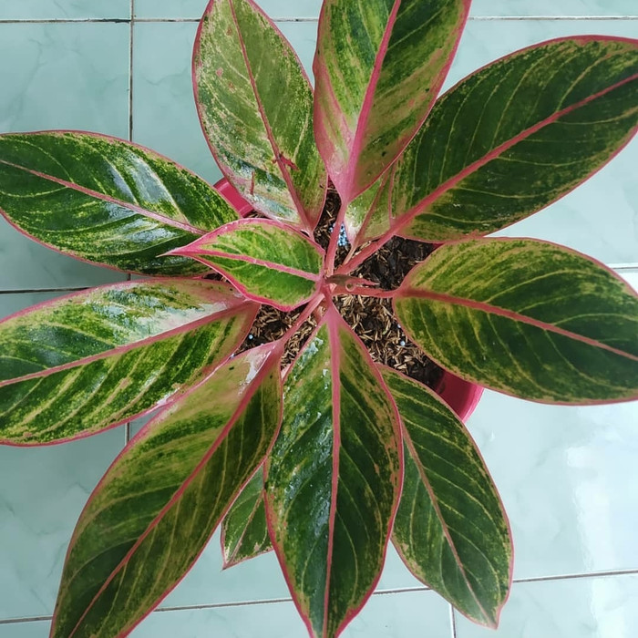Tanaman Hias Bunga Aglonema Lipstik Pink Lazada Indonesia Harga bunga aglonema lipstik pink