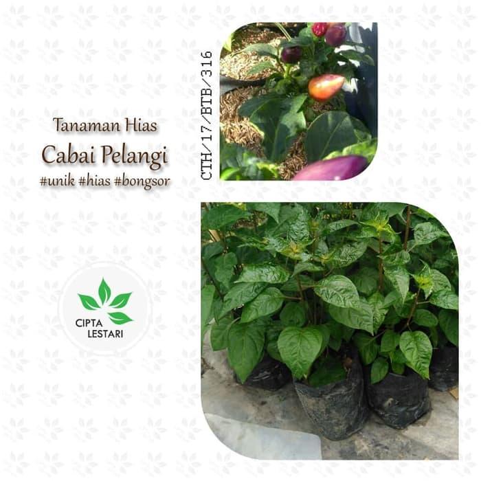 Bibit Cabai Pelangi - Pohon Cabe Pelangi - Tanaman Hias Taman