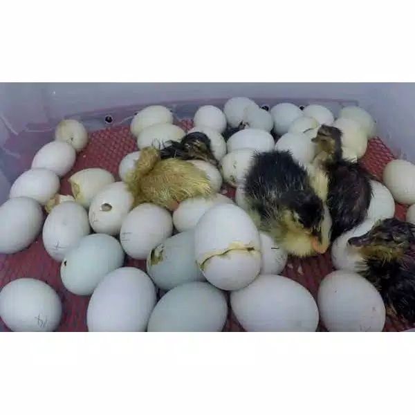 Telur Entok Telur Mentog Fertil Bisa Ditetaskan | Lazada Indonesia