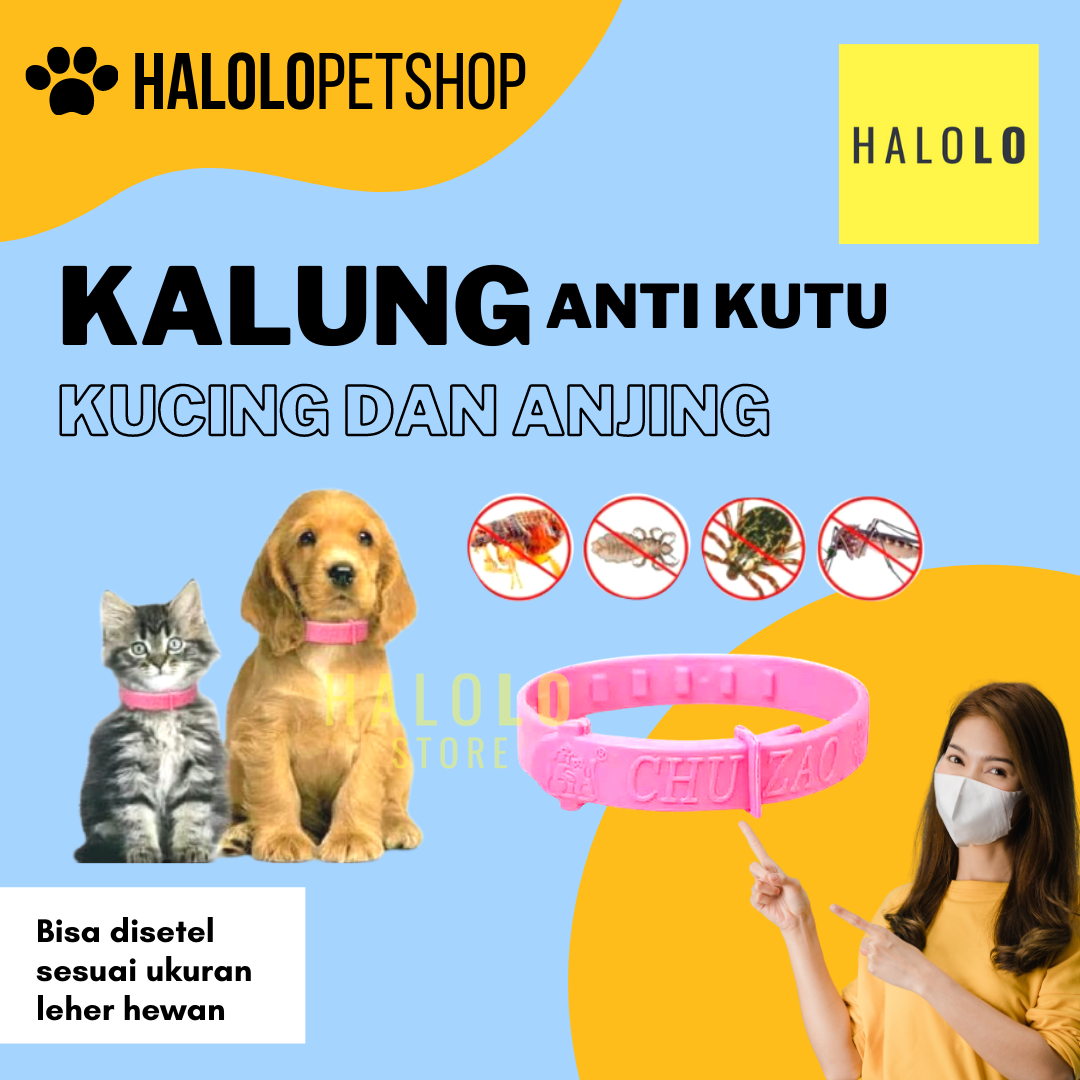 Jual kalung anjing anti kutu Terbaru  Lazada.co.id