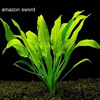 Amazon Sword Tanaman Air Hidup Untuk Aquarium Dan Aquascape