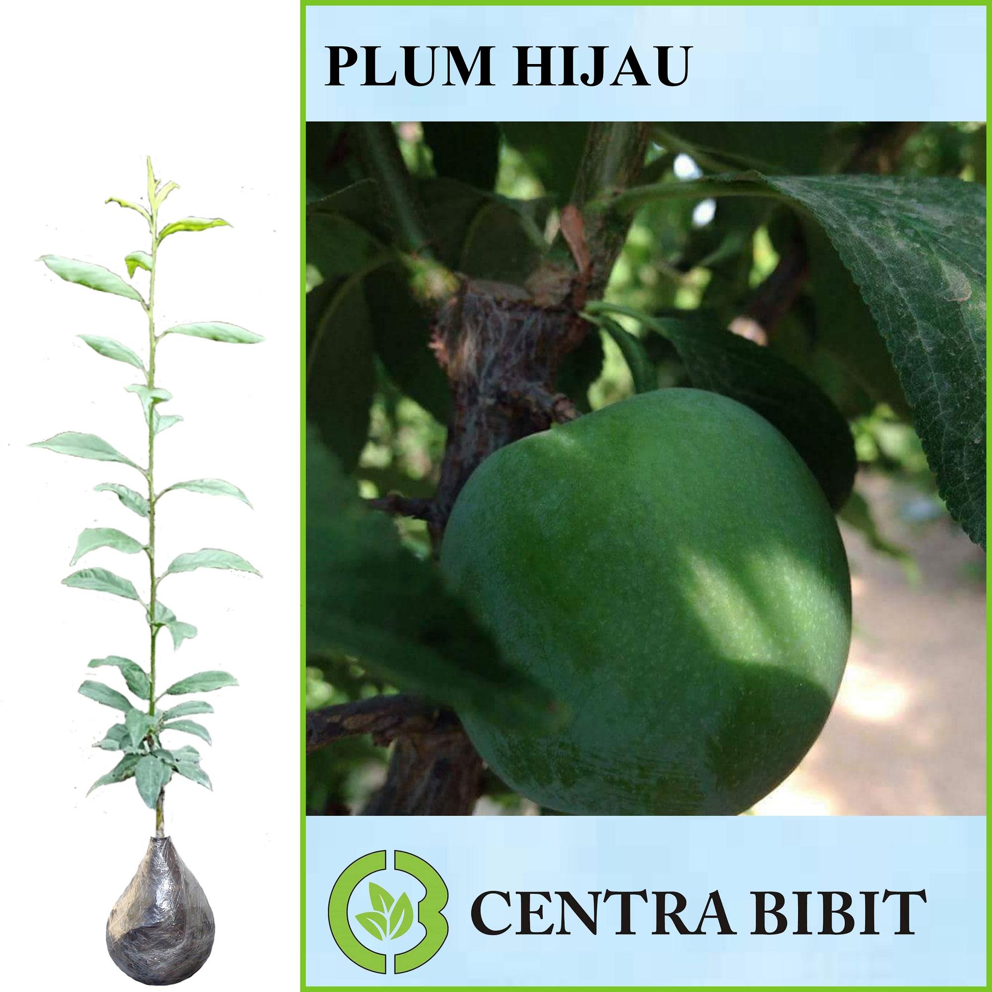 Tanaman Plum Hijau