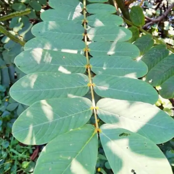 Daun Ketepeng Obat Tradisional Penyakit Kulit Eksim Kurap Gatal Panu Lazada Indonesia