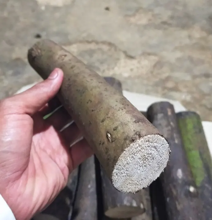 20cm Kayu Lemo Krangen Kayu Herbal Kayu Ular Lazada Indonesia