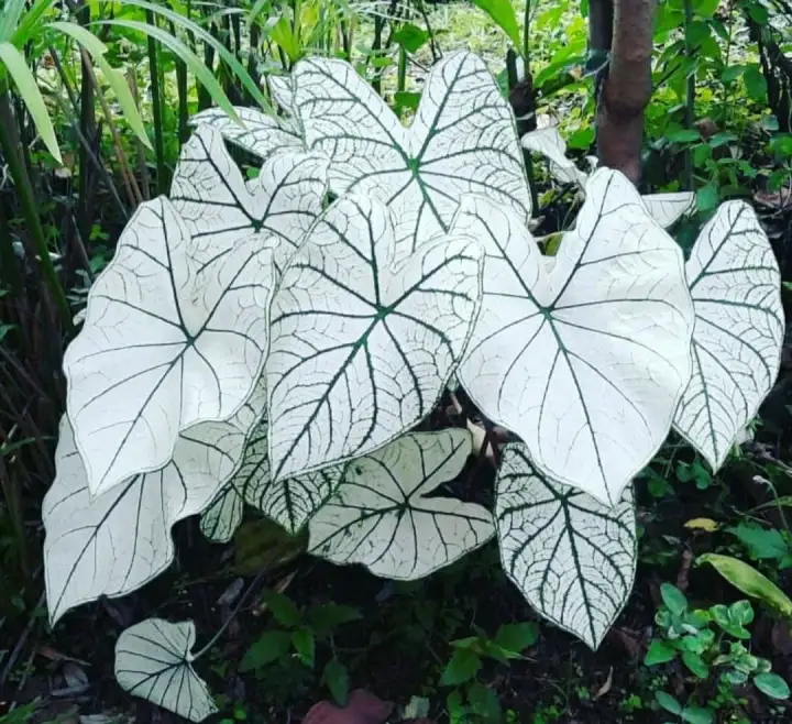 2 Jenis Tanaman Bunga Hias Hidup Caladium White Keladi Wayang Lazada Indonesia