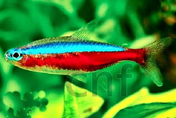 Ikan Neon Cardinal Tetra Paket 5 Ekor Lazada Indonesia