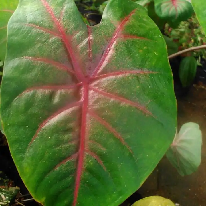 Featured image of post Keladi Tengkorak Merah