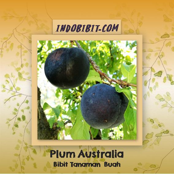 Bibit Tanaman Buah Plum Australia 40cm