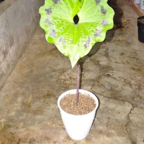 Keladi Sepatu Kuda Lazada Indonesia