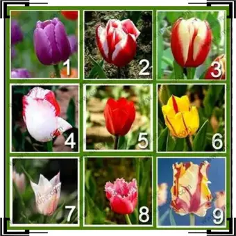 Limited Bibit Biji Bunga Tulip 9 Warna 5 Seeds Each Color Agrotani Bibit Unggul Krisna Lazada Indonesia