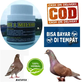 Isi 250 Butir 1 Milyar Jamu Merpati Balap Jamu Merpati Tinggi
