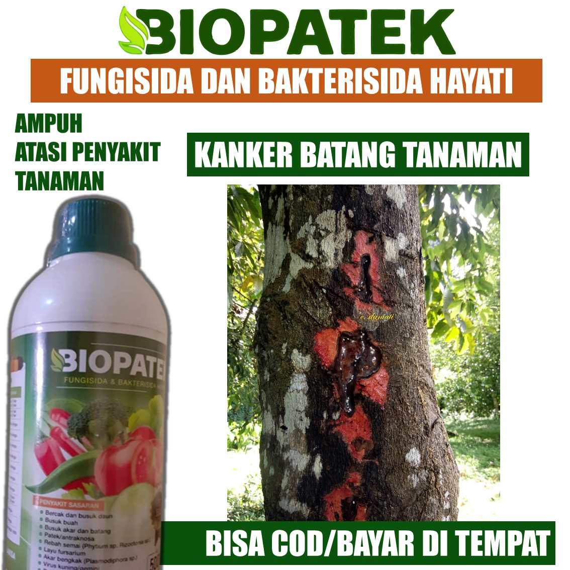 Biopatek Anti Patek Fungisida And Bakterisida Hayati Obat Busuk Batang