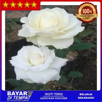 Bibit Tanaman Bunga Mawar Potong White Super Lazada Indonesia
