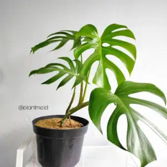 Tanaman Hias Monstera Deliciosa Ukuran Sedang Monstera Deliciosa Tanaman Ku Lazada Indonesia