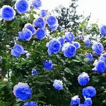Isi 25 Butir Benih Bunga Mawar Biru Rambat Climbing Blue Rose