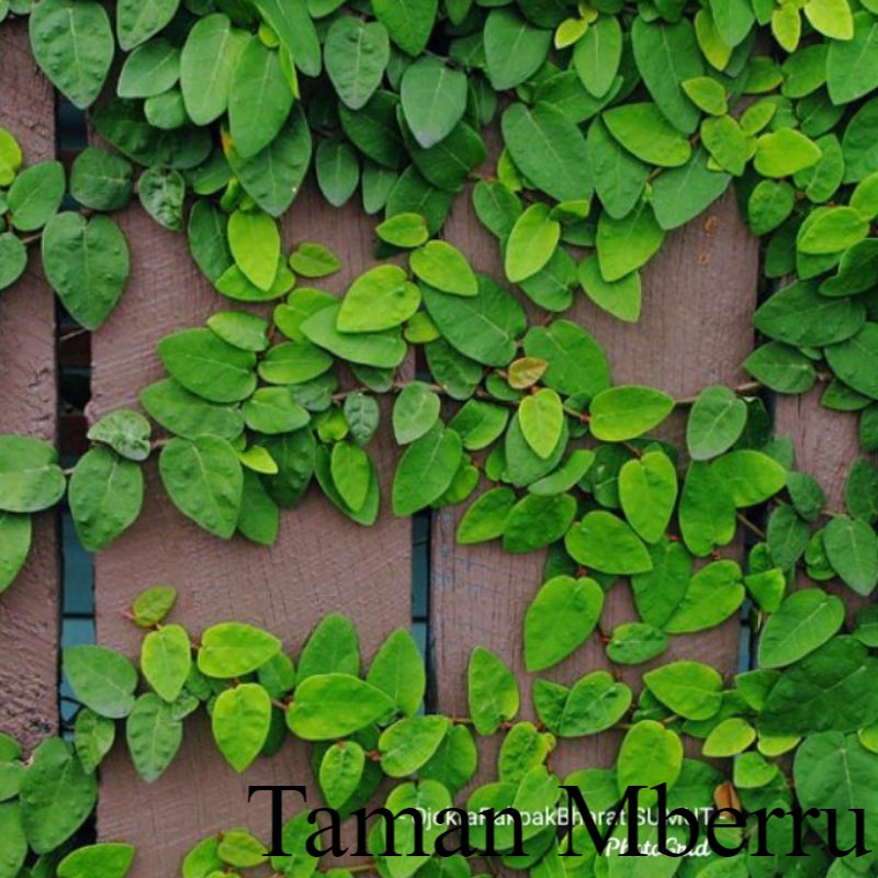 Mashhur porno teleboshlovchilar