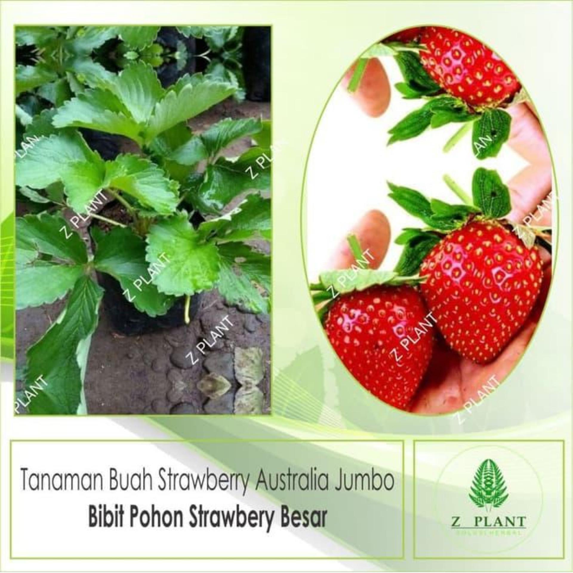 bibit pohon strawberry Australia /jumbo