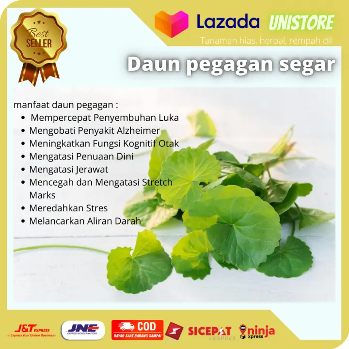 Daun Pegagan Segar 100gr Antanan Sawah Murah Herbal Epilepsi Dan Penambah Darah Lazada Indonesia