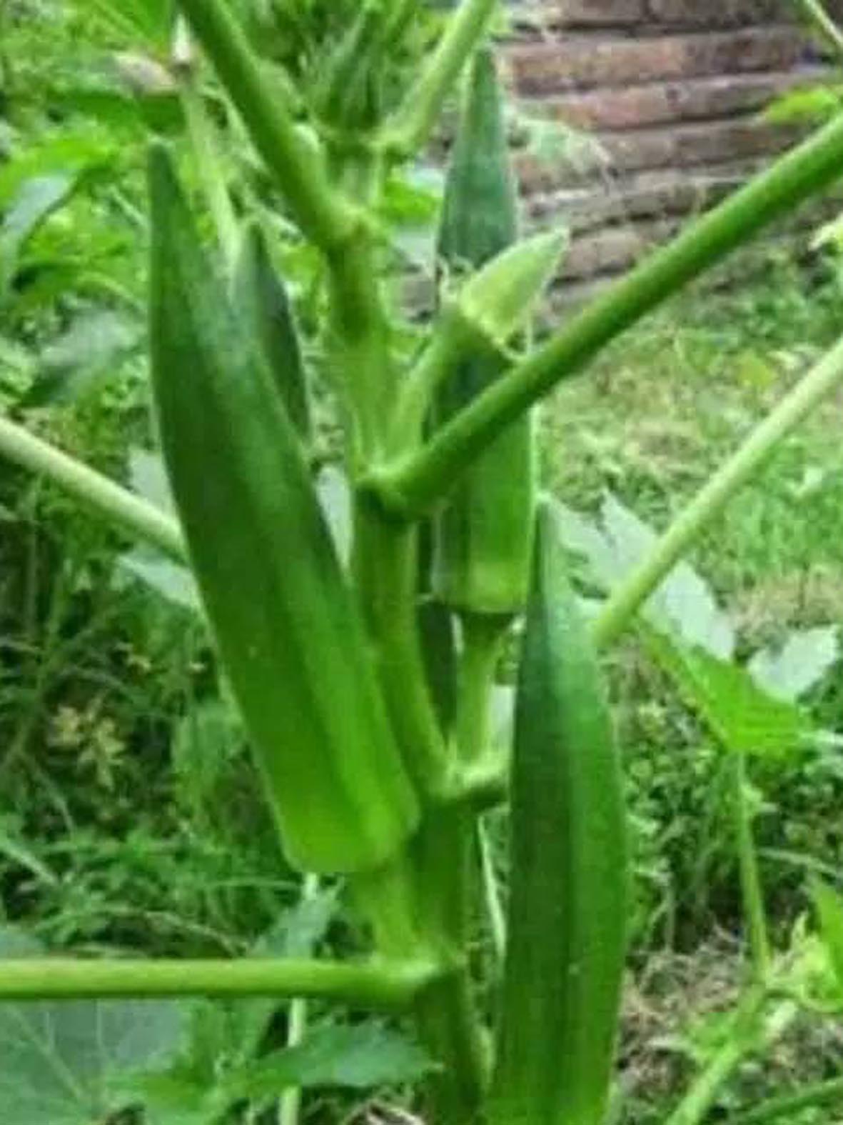 Benih Okra Hijau Bibit Ora Hijau Biji Okra Hijau Sayur Okra Hijau Benih Tanaman Sayur Okra Hijau Bibit Pohon Sayur Okra Hijau Biji Sayur Okra Hijau