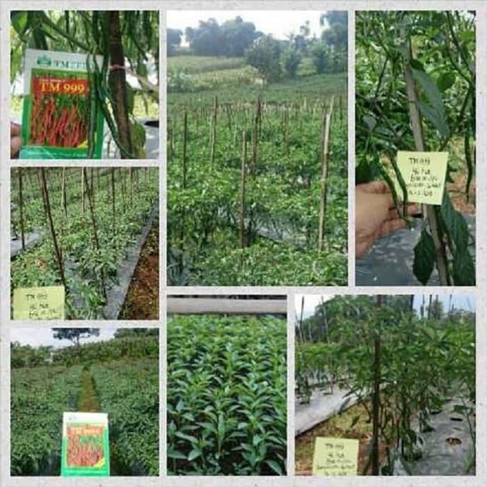 BENIH UNGGUL BERKUALITAS Benih Cabe Keriting Terbaik TM 999 - 10 Gram