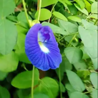 Herbal Bibit Tanaman Kembang Bunga Telang Teleng Ungu Lazada Indonesia