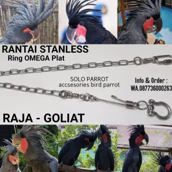 Rantai Burung Kakatua Raja Ring Omega Lazada Indonesia
