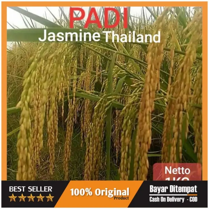 Grosir Bibit Padi Jasmine Thailand Silahkan Bayar Di Tempat Lazada Indonesia