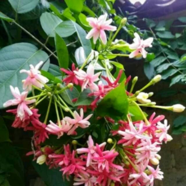 Melati Belanda Bibit Bunga Melati Tanaman Hias Lazada Indonesia