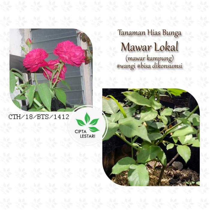 BEST SELLER Bibit Pohon Bunga Mawar Lokal Kampung Pink Merah Wangi Herbal - GZAWcPCY