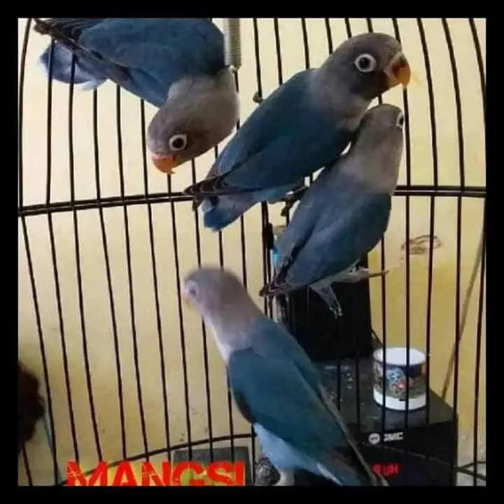 Burung Lovebird Lb Biru Mangsi Paud Baby Bahan Anak Obral Lazada