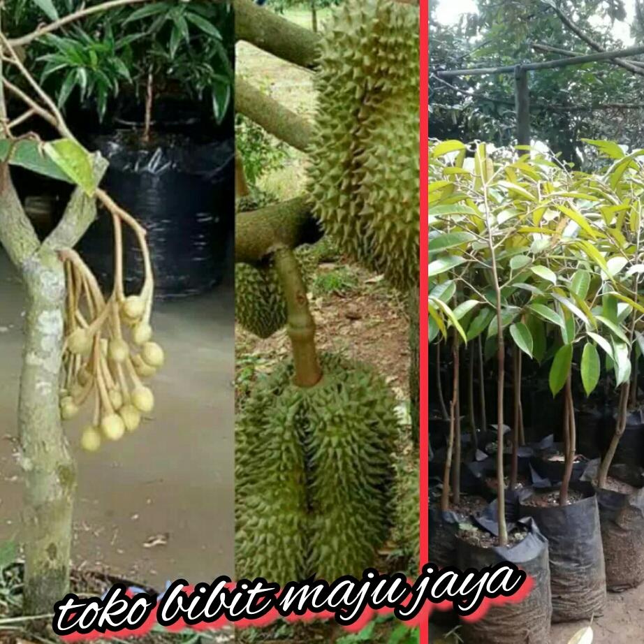 bibit durian montong genjah cepat berbuah