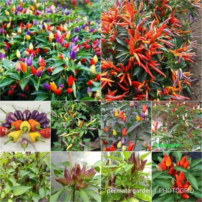 Paket 10 Jenis Benih Biji Seed Bibit Cabe Unik Cabe Hias Cabe Pelang