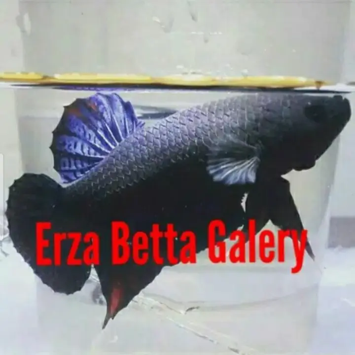 Ikan Cupang Aduan Import Thailand Lazada Indonesia