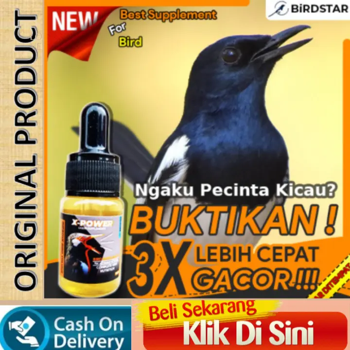 Jenis Vitamin Untuk Murai Batu Paling Recommended Raja Kicau