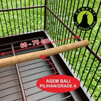Tangkringan Pangkringan Kayu Asem Bali Panjang Super Premium