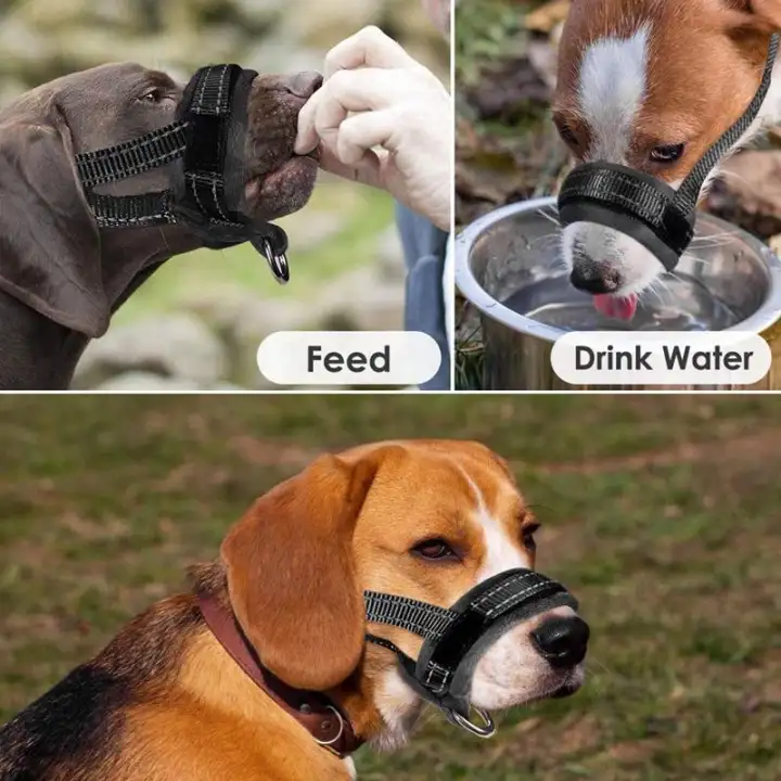 dog muzzle still drink water