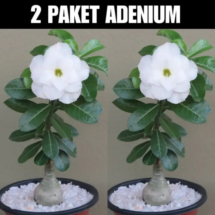Featured image of post Bonsai Kamboja Mini Membuat adenium bonsai yang di mulai dari sejak baru tumbuh sampai besar program bonsai bunga kamboja bunga adenium merupakan bunga yang indah dan banyak di minati para pecinta