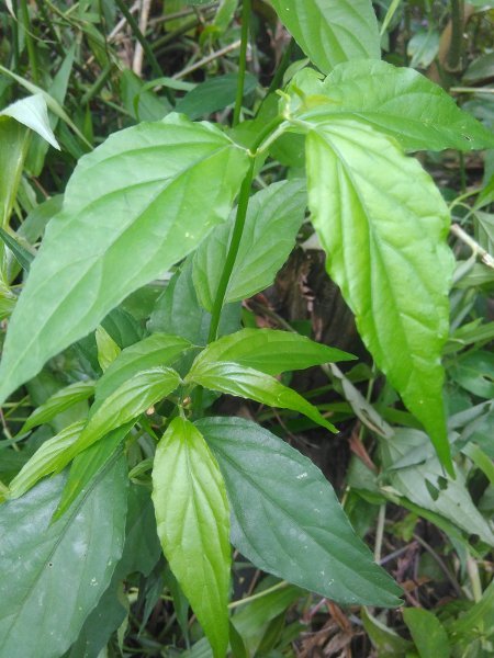 Ready Daun Belalai Gajah Atau Kalingsir Lazada Indonesia